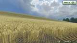 Weizentextur--5