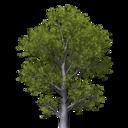 Baum1