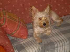 tantas