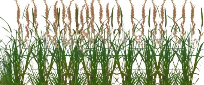 Mod Packs Grass für Saatgut Kostrava Fescue Landwirtschafts Simulator mod