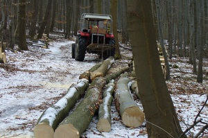 thora 65