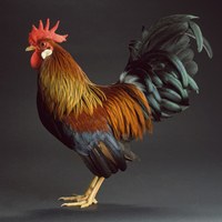 Leghorn