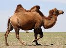 Camel19 avatar