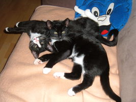 kater77