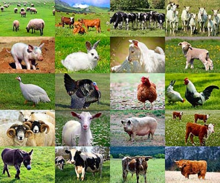 Many animal owners. Сельскохозяйственные животные. Домашние животные сельского хозяйства. Домашние животные коллаж. Сельское хозяйство коллаж.
