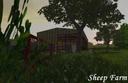 Sheep-farm--2