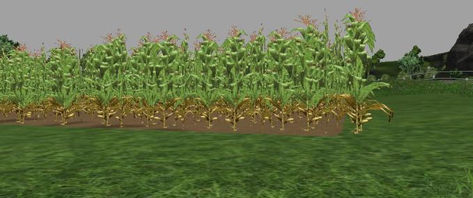 Textures New corn texture Farming Simulator mod