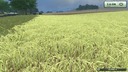 Gruengerste-fuer-gps--3