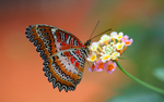 Butterfly avatar