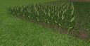 Maize-textur--3