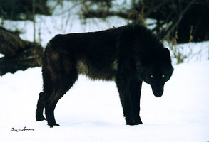 Schwarzer Wolf