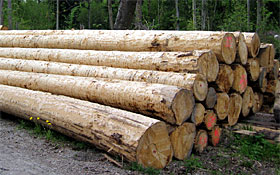 Tree trunk - Thumbnail 1