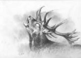 DerHirsch