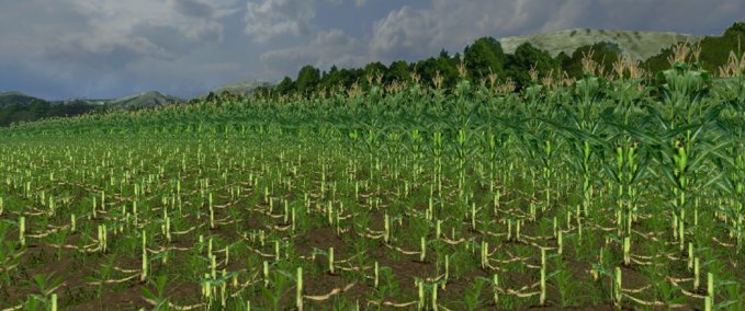 Texturen Real maize texture  Landwirtschafts Simulator mod