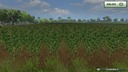 Mais-textur--10