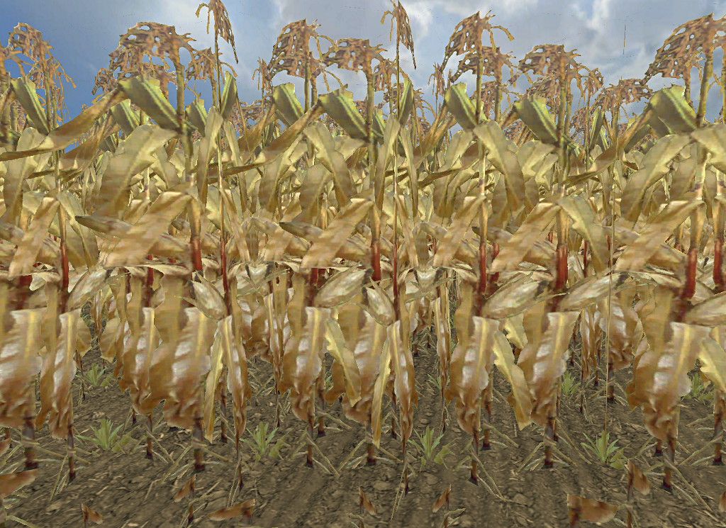 Maize gold - Thumbnail 1
