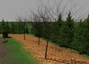 Rerrain-herbstlaub