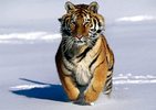 Tigerkralle avatar