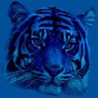 BlueTiger
