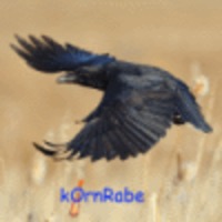Joerg_B