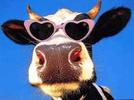 Mr.Cow avatar