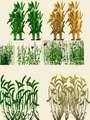 Texture wheat barley and grass Mod Thumbnail