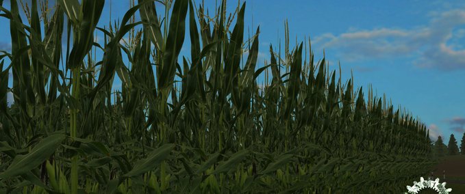 Texturen Real Mais HD Texture Landwirtschafts Simulator mod
