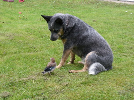 baerchen