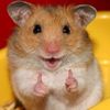 hamster1 avatar