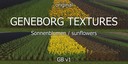 Texturen-sonnenblumen