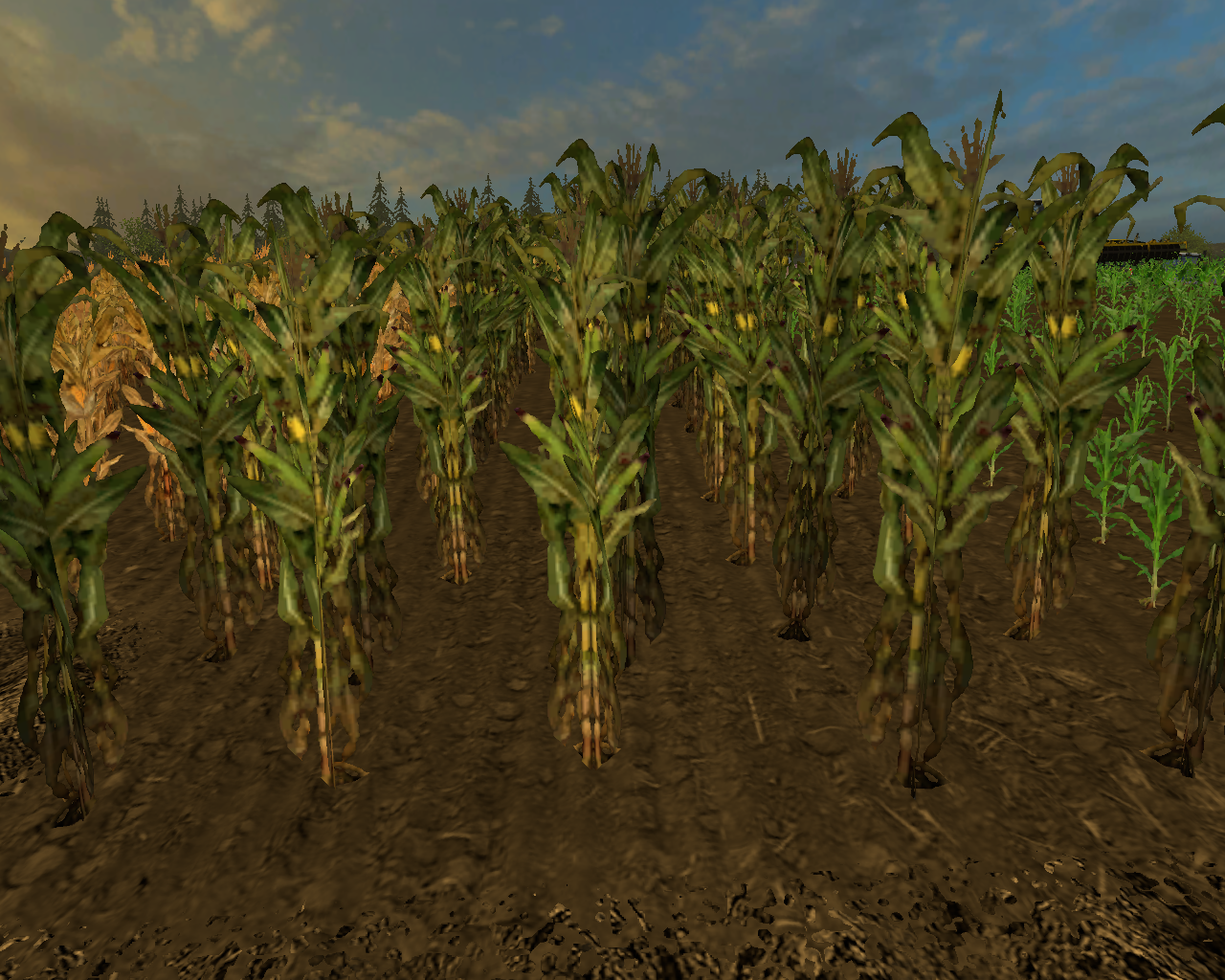 Gold Mais Textur - Thumbnail 1