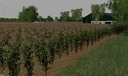 Fs15-maize-textuur