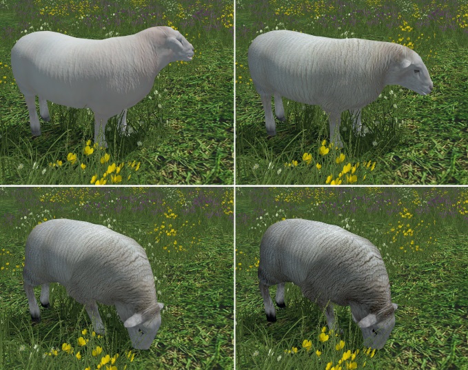 trusty Sheep - Thumbnail 1