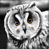Nightowl2 avatar