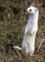 WiEsELfLinK