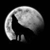 wolffy12 avatar