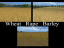Weizen-textur-von-gerste-und-raps