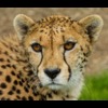 Geopard avatar