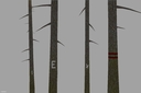 Platzierbare-kiefer-marked-set-ls17