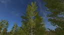 Harvester-birken-2-0