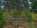Forest-plants-foliage