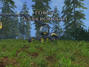 Forest-undergrowth