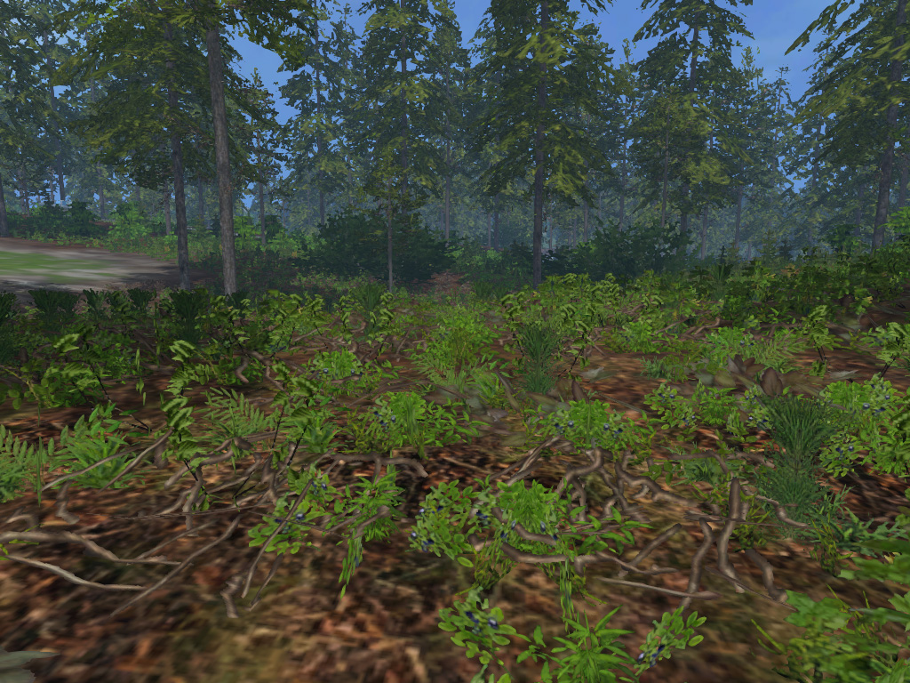 Forest undergrowth - Thumbnail 1