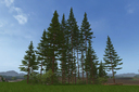Tanne-placable