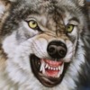 Wolfpack79 avatar