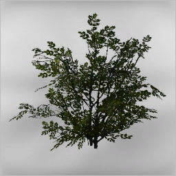 more shrubs - Thumbnail 1