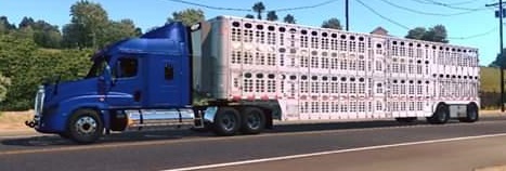 FREIGHTLINER CASCADIA Mexican Style v1.1.1 1.35.x thumbnail 2
