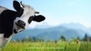 Fs19-cow-menu-background