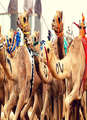 Camel Up Mod Thumbnail