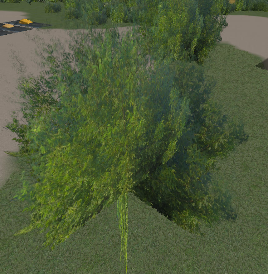 Walnut tree - Thumbnail 1
